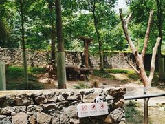 -都江堰中华大熊猫苑