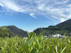 -阿巧茶庄