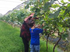 -马陆小张葡萄园农家乐