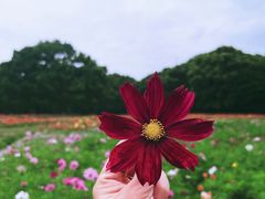 -上海共青森林公园