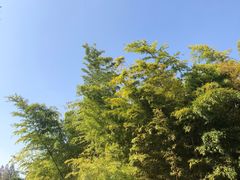-上海外滩华尔道夫酒店