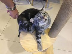 -平行世界·猫咖(首经贸店)