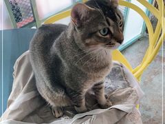 -喵屿·大理花园猫咖