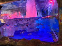 -芜湖新华联大白鲸海洋公园