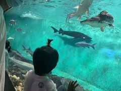 -太平洋海底世界