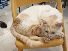 -平行世界·猫咖(首经贸店)
