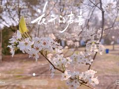 -顾村公园