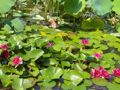 -国家植物园南园