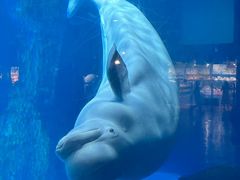 -海合安武汉极地海洋公园