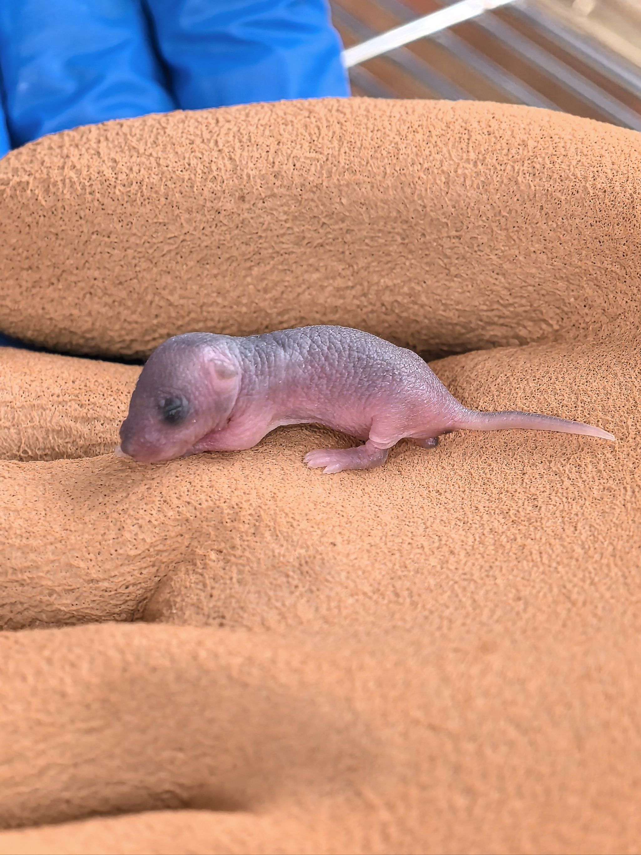 耗子,都是被用来解剖做研究的