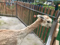 -萌宠亲子动物乐园(槐房万达店)