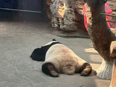 -石家庄市动物园