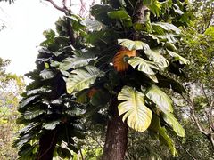 -呀诺达热带雨林