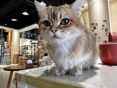 -藏猫猫咖啡主题馆(中央大道店)