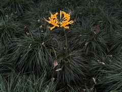 -杭州植物园