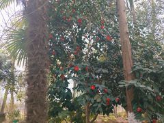 -合肥滨湖国家森林公园