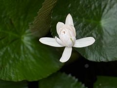 -国家植物园南园