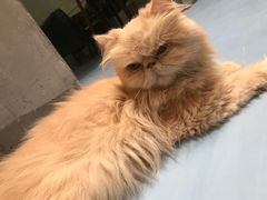 猫色特调咖啡-猫色咖啡·猫咖