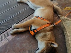 -啡语
