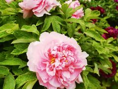 -莲花池公园