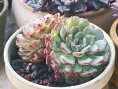 -中环花鸟鱼虫市场