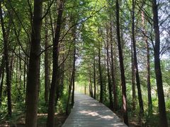 -溱湖国家湿地公园