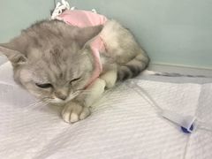 -达爱动物医院·犬猫分区·CT·复杂眼科(远洋山水分院)