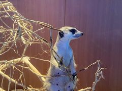 -米纸越南小馆(金鹰世界店)