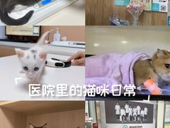 -谐和益家动物医院·免疫绝育·血液透析·宠保定点医院(高新伊藤分院)
