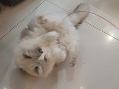 -平行世界·猫咖(首经贸店)