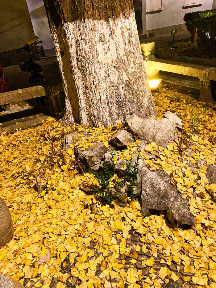 春申君庙-"银杏叶黄时必打卡的一处!一直未进庙里,不.