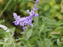 -北京东方普罗旺斯薰衣草庄园