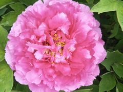 -洪湖湿地生态园