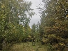 -塞罕坝国家级自然保护区