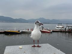 -海埂大坝