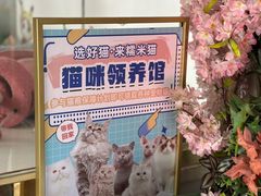 -糯米喵星人总部直营旗舰店·猫舍·幼猫出售