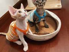 -山宅一喵德文卷毛猫舍