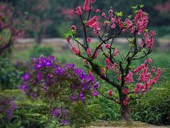 -南国桃园旅游度假区