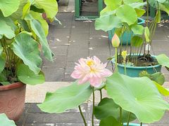 -莲花池公园