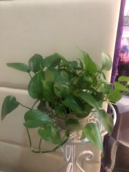 -薇兰专业脱毛连锁机构