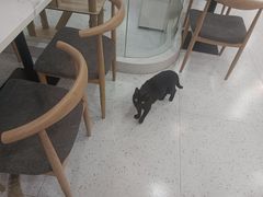 -喵园·猫主题咖啡厅·撸猫·猫咖(国贸店)