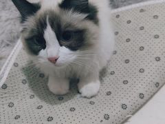 -糯米喵星人总部直营旗舰店·猫舍·幼猫出售