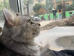 -李小姐の猫咖啡馆(五角场店)