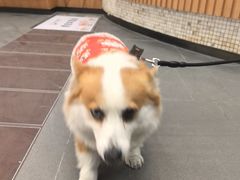 -联合动物医院(光谷诊疗中心)