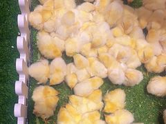 -伊藤洋华堂(高新店)