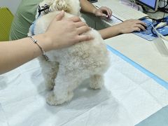 -艾吉宠物医院·疑难杂症转诊中心·猫友好(碧江路院)