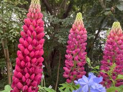 -深圳国际园林花卉博览园