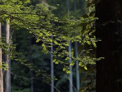 -波尔登森林公园