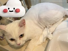 -爱洗澡的猫(望京店)
