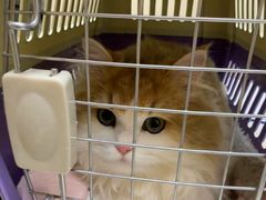 -安安宠医宠物医院·异宠·犬猫内科(岳阳分院)